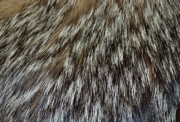 Closeup wolf fur texture to background