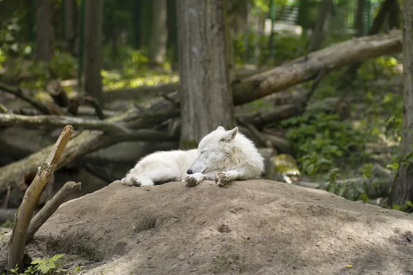 White wolf sleeping in the woods