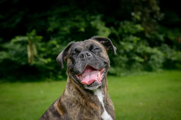 Happy boxer dog resting on grass