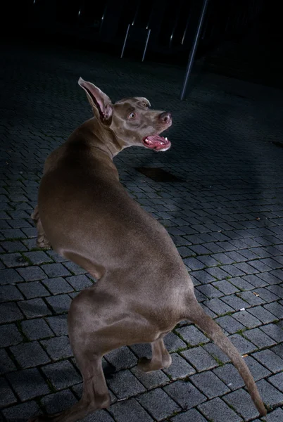 Aggressive weimaraner dog