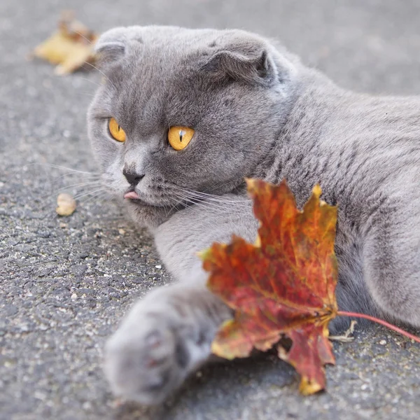 A funny cat showing its tongue with fall autumn leaves, waiting for Halloween party
