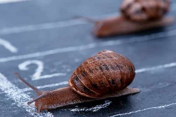 The winner snail crosses the finish line