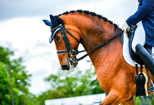 Head of dressage horse and rider