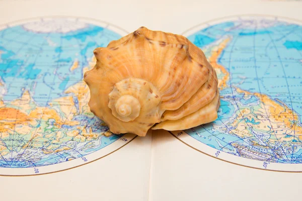 Sea shell over world map