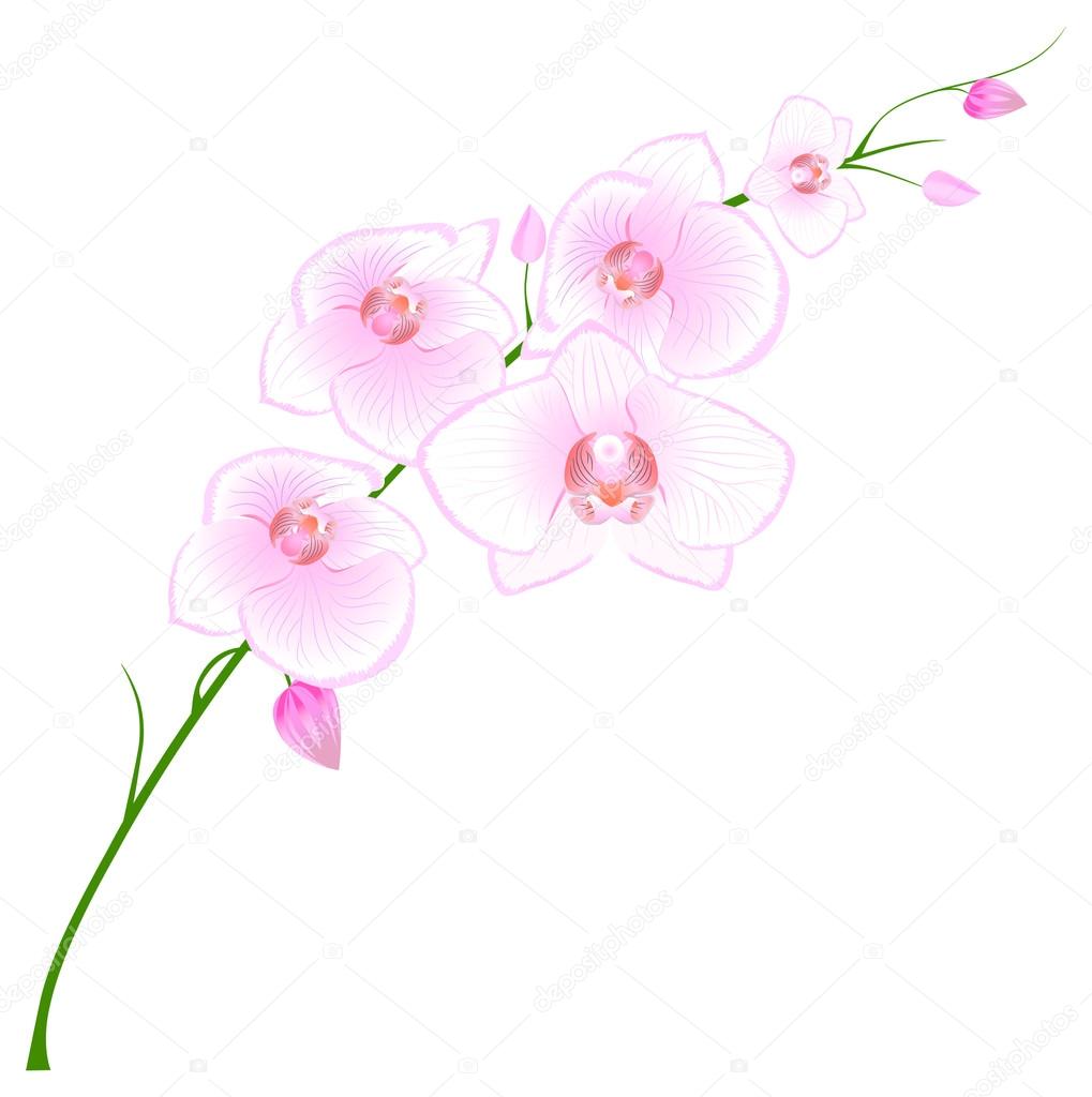 Orchid Vector