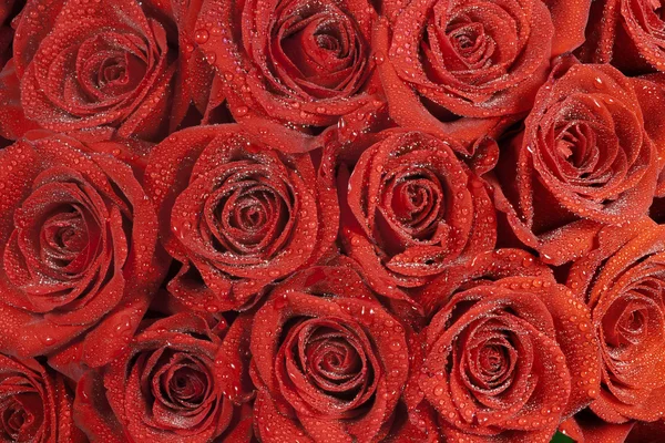 Beautiful red roses with small dew drops