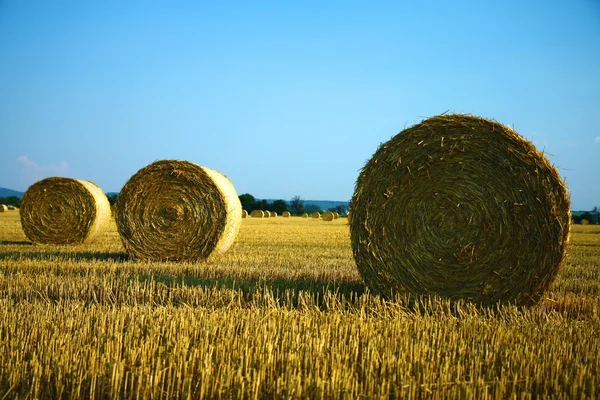Bale of hay on the harvested agriculture field