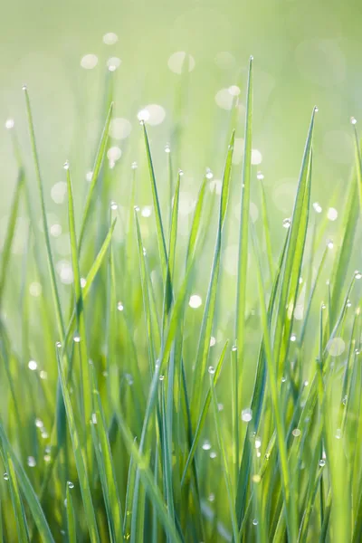 Dew in the grass