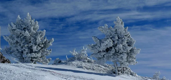 Snow mountain trees
