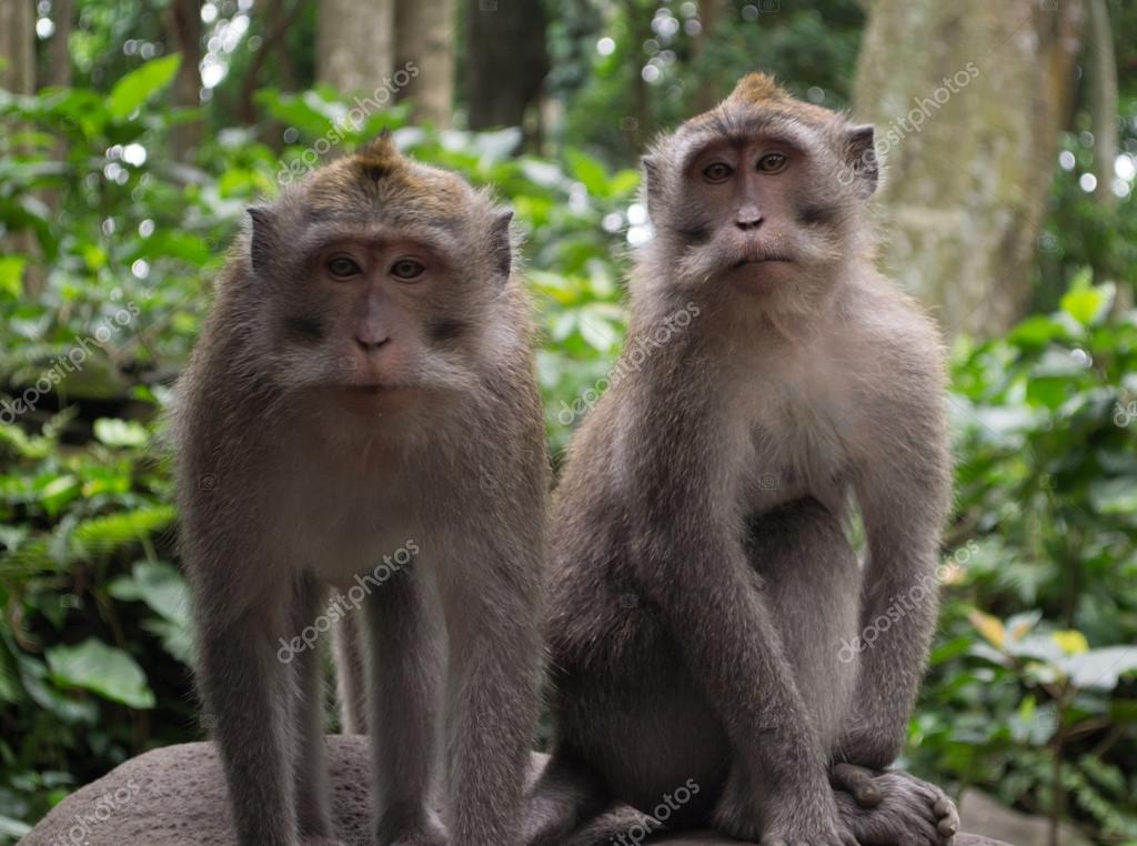 two monkeys two monkeys