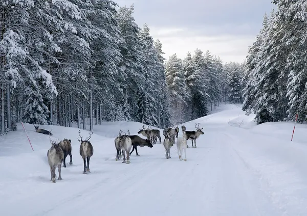 Reindeer on the road in northern Sweden in winter