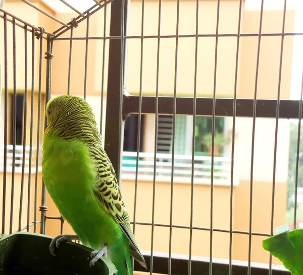 Cute green budgie sitting inside a cage