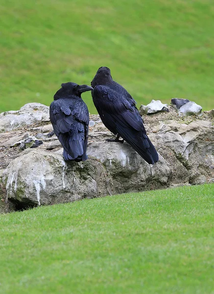 Linzenz Raven Linzenz Raven