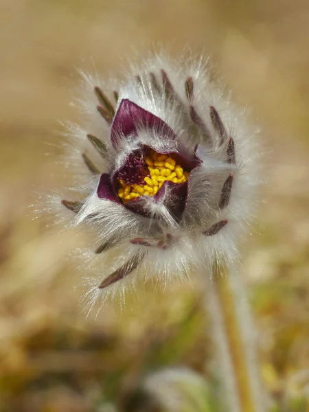Rare Spring Flower Pulsatilla