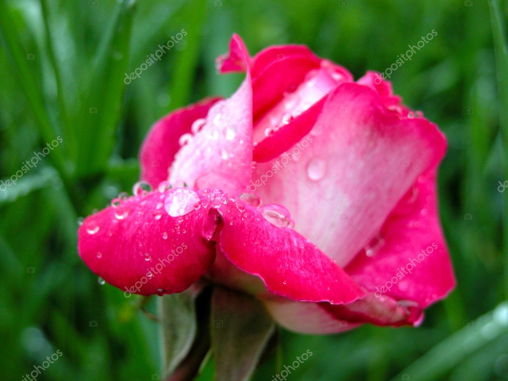 Pink Rose With Water Drops And Stem