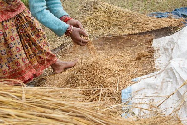 Removing rice from the rice plant pokhara, Nepal