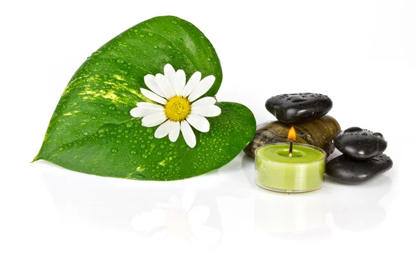 Flower with green leaf isolated.Spa and health care concept
