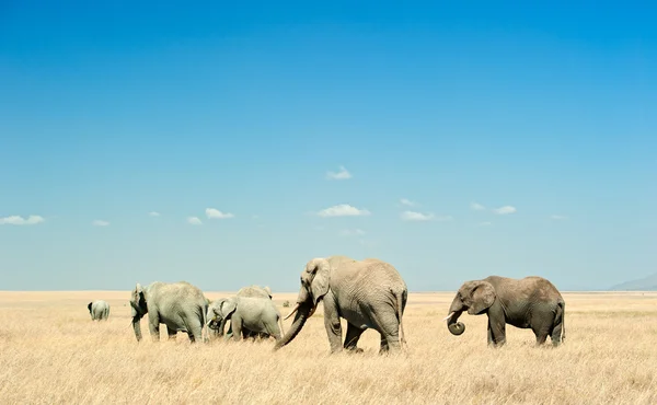Herd of Elephants in the dry plains of Serengeti, Tanzania