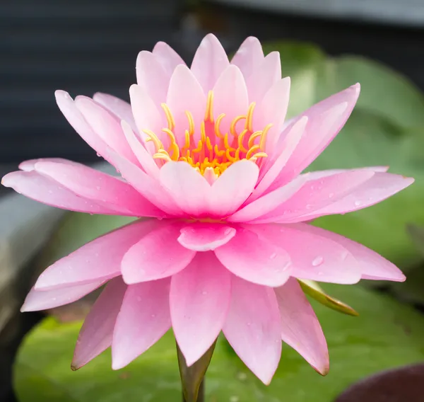 Lotus blossoms or water lily flowers blooming