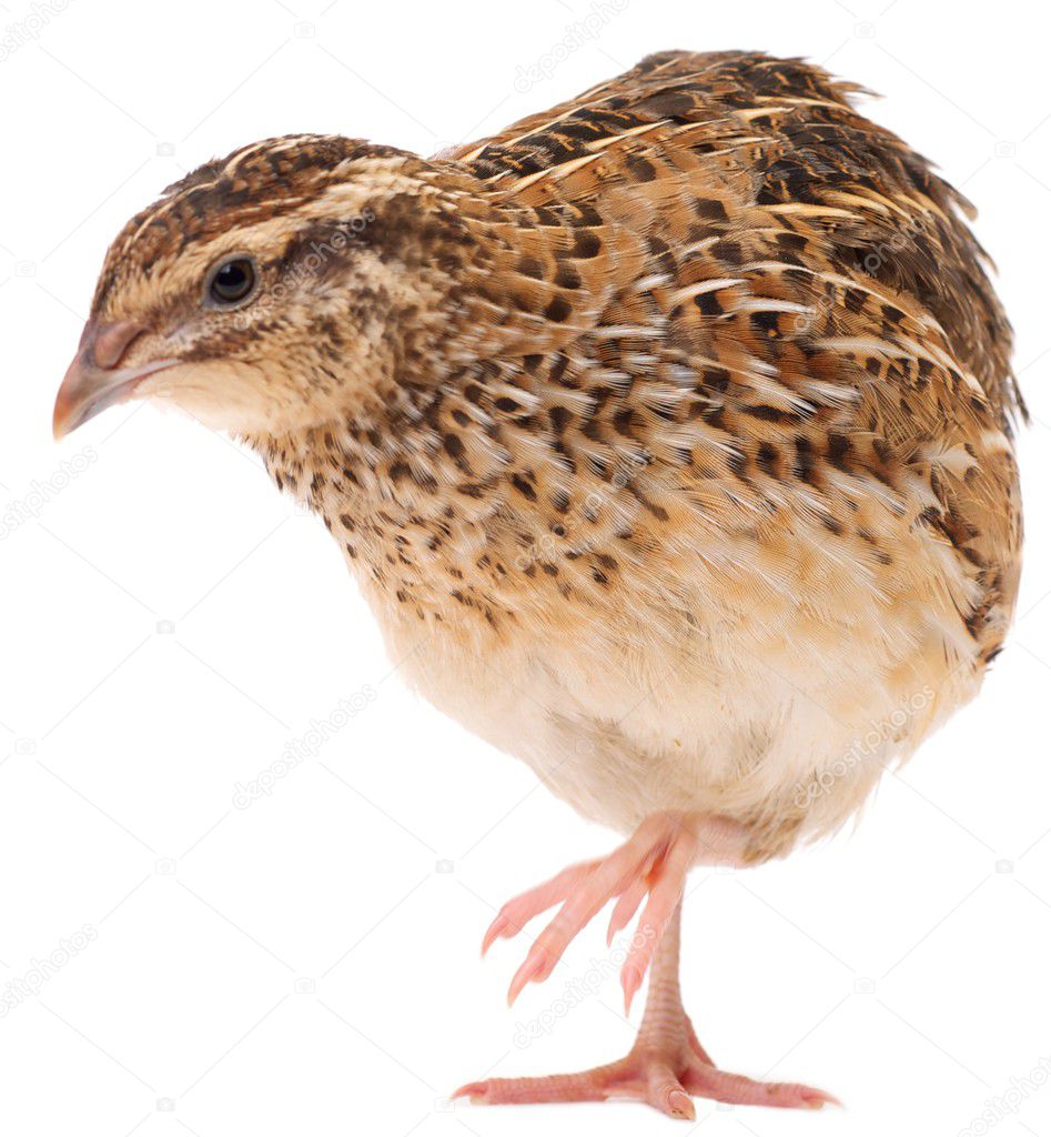 Young quail — Stock Photo © Abramov 27800335
