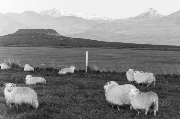 Icelandic Sheep in black & white