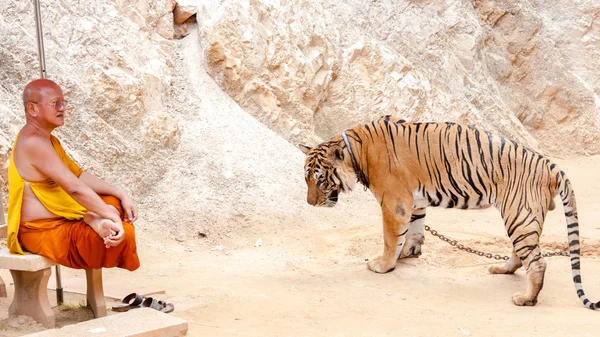 Buddhist monk with a bengal tiger at the Tiger Temple in Kanchanaburi, Thailand