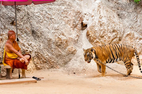 Buddhist monk with a bengal tiger at the Tiger Temple in Kanchanaburi, Thailand
