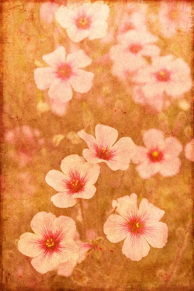 vintage flowers — Stock Photo #16514485