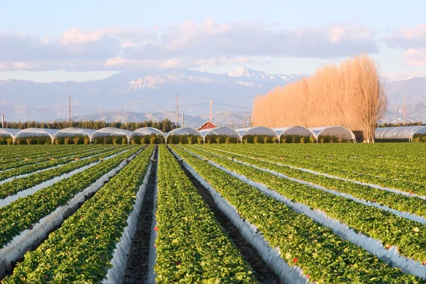 Strawberry Farm