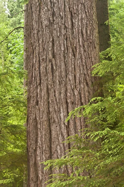 Trunk of a Douglas Fir