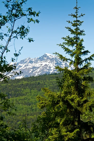 Forest and Mountains in Skagway, Alaska