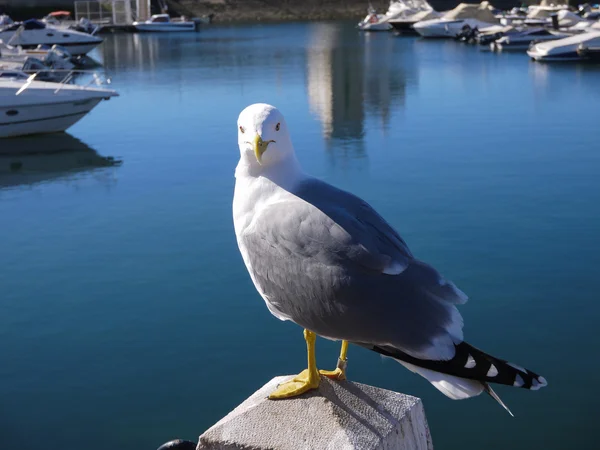 Sea gull posing in a harbor at the south coast of the Algarve, P