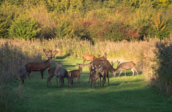 Herd of deer in the fall at sunset
