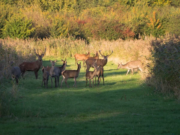 Herd of wary deer in the fall at sunset