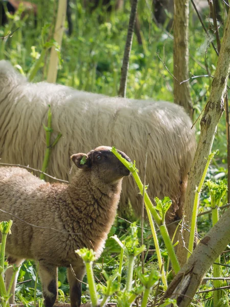 Lamb eating hogweed