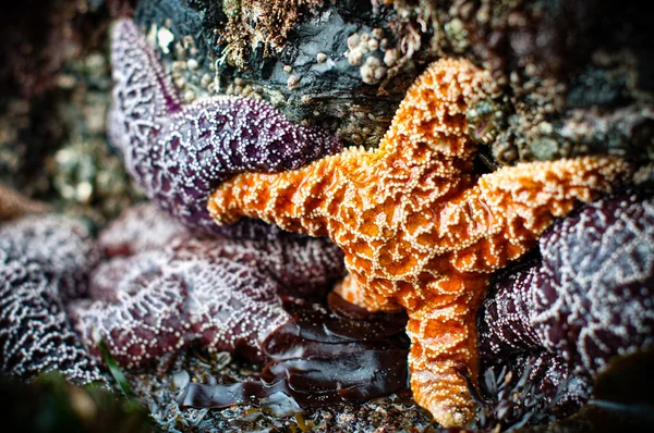 For purple and one orange starfish