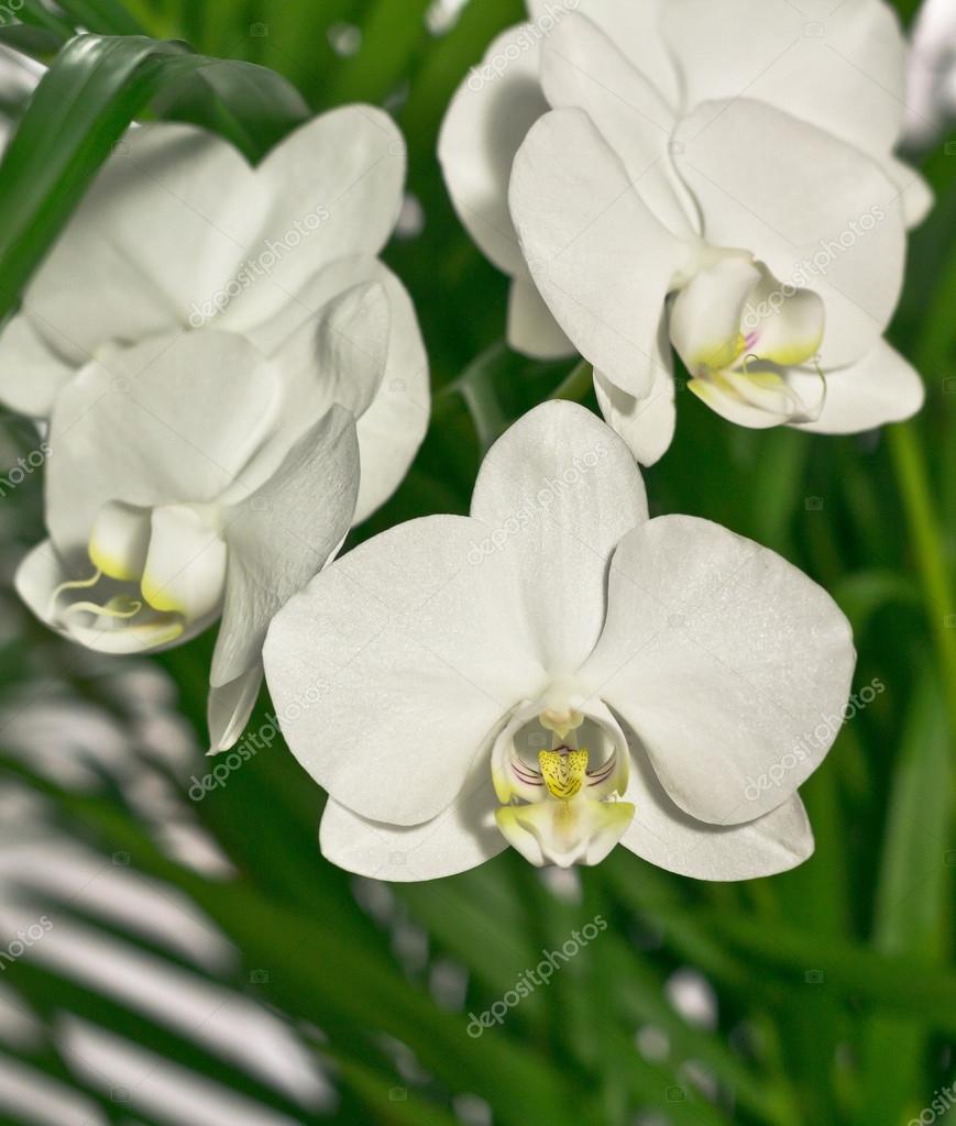White Orchid Flower White Orchid Flower
