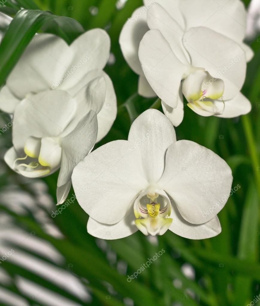 White Orchid Flower