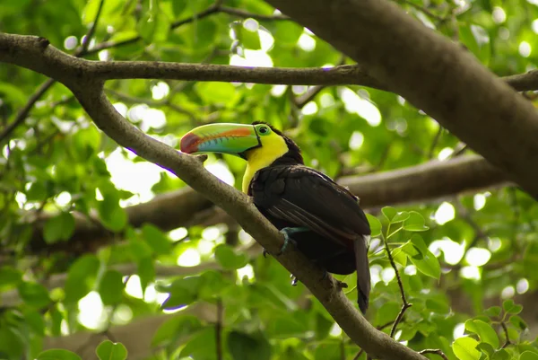 Toucan in rain forest with tree and foliage, early in the morning after rain.