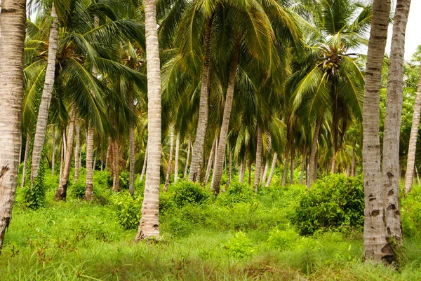 Green Palm Forest in Colombian Island Mucura