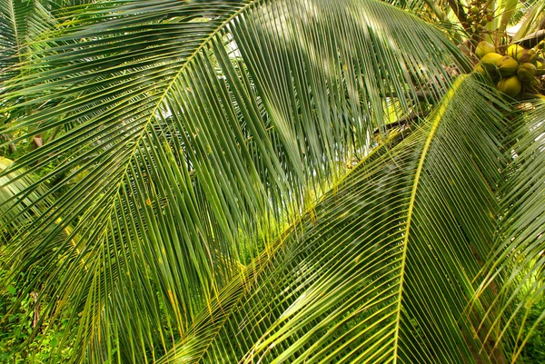 Green Palm Forest in Colombian Island Mucura