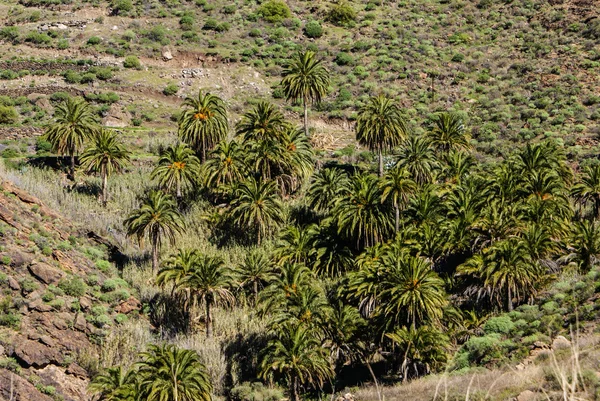 Gran Canaria Canary Palm tree mountains  canariensis