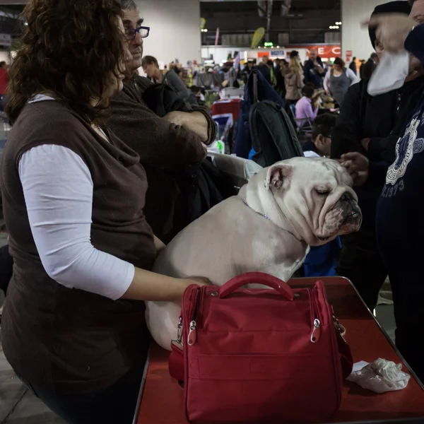 People and dogs at the international dogs exhibition of Milan, Italy