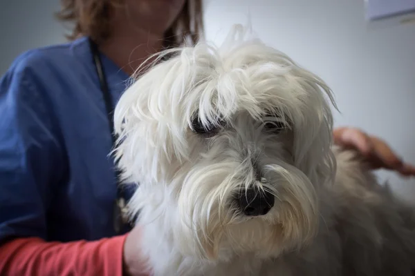 West highland white terrier dog with veterinarian