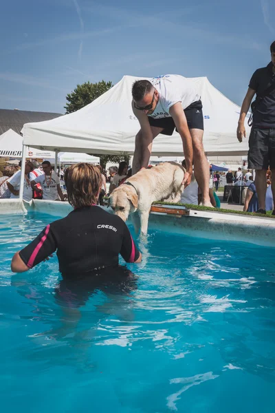 Dog enjoys the swimming pool at Quattrozampeinfiera in Milan, Italy