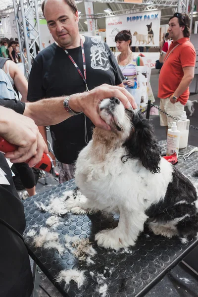 Clipping a dog at Quattrozampeinfiera in Milan, Italy