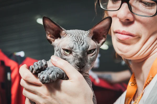 Beautiful cat at Quattrozampeinfiera in Milan, Italy