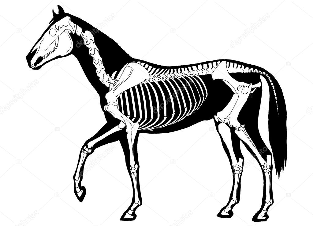 Horse skeleton — Stock Vector © zelena #18270171