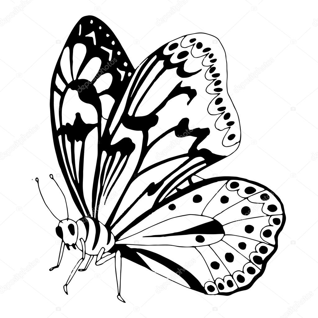 Schmetterling schwarz weiß — Stockvektor #29541697