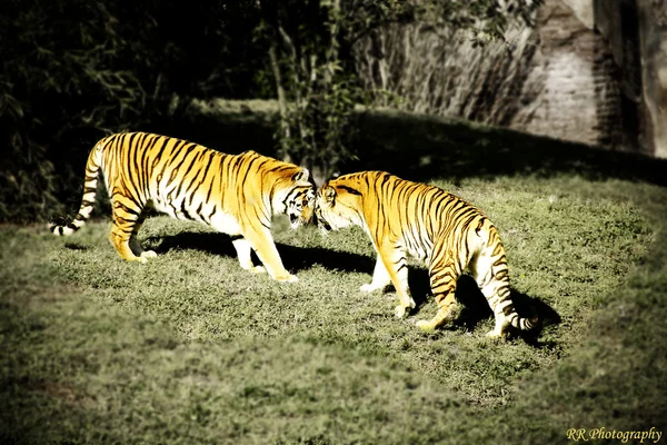 Unique two Tigers love at Disney World